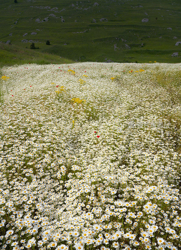 意大利阿布鲁齐拉奎拉省Campo Imperatore附近的雏菊草地